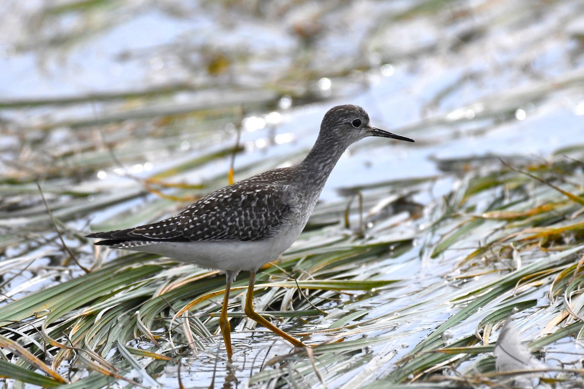 Lesser Yellowlegs - ML623367340