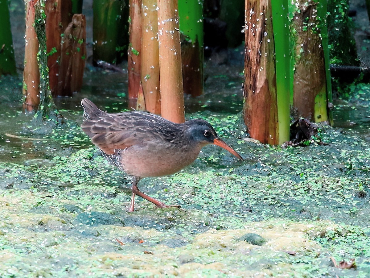 Virginia Rail - ML623367362