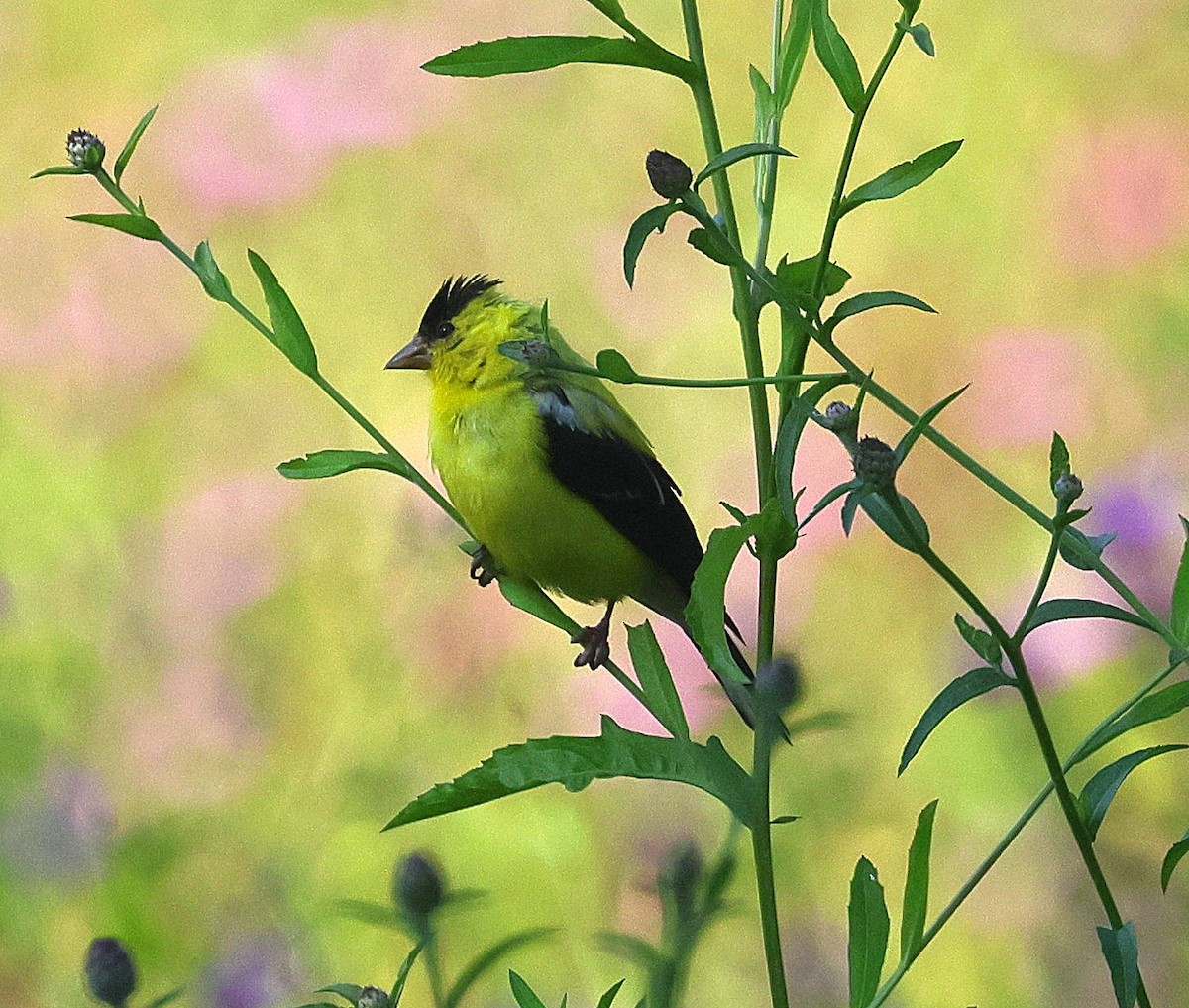 American Goldfinch - ML623367378