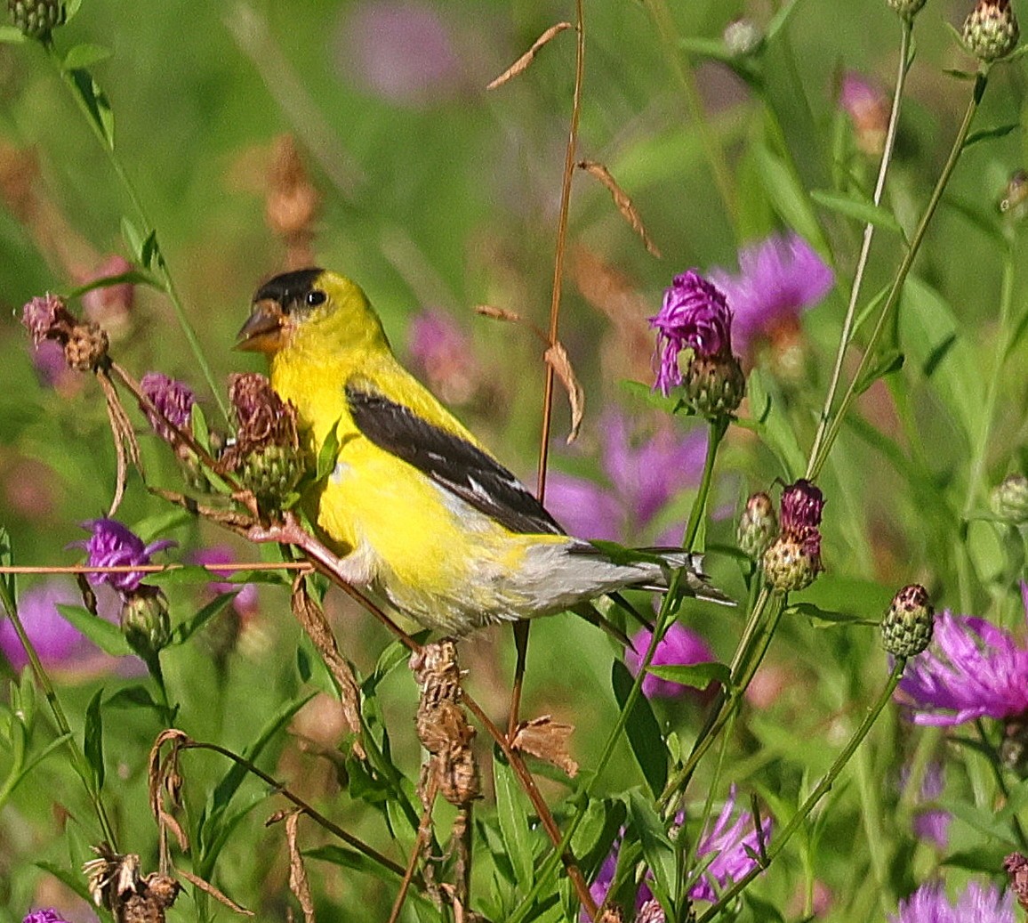 American Goldfinch - ML623367379