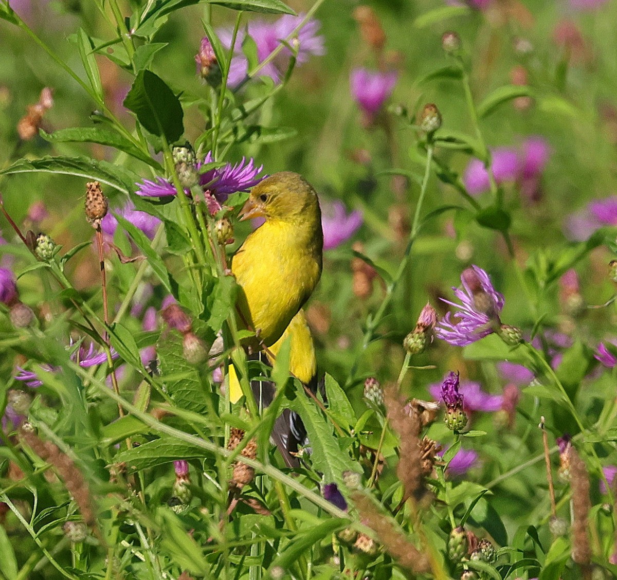 American Goldfinch - ML623367380