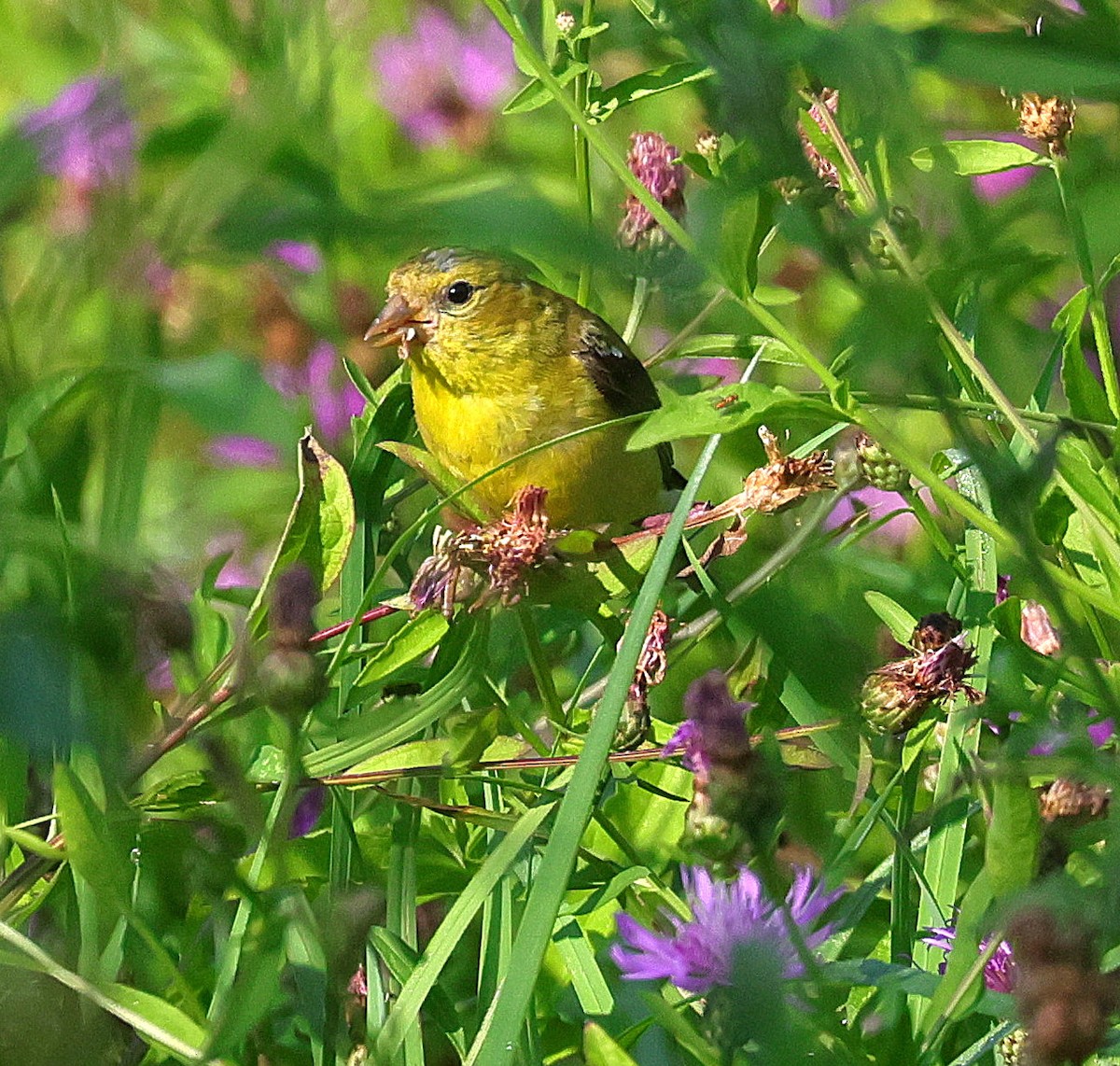 American Goldfinch - ML623367381