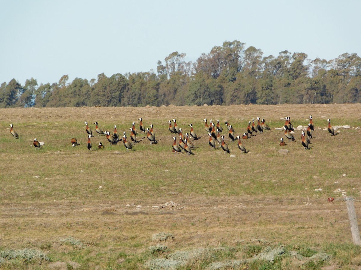 White-faced Whistling-Duck - ML623367408