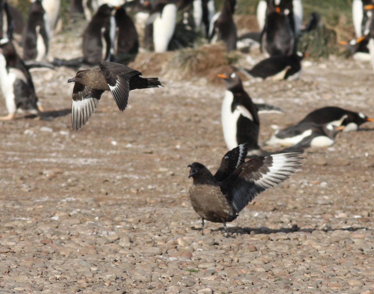 Brown Skua (Falkland) - ML623367445