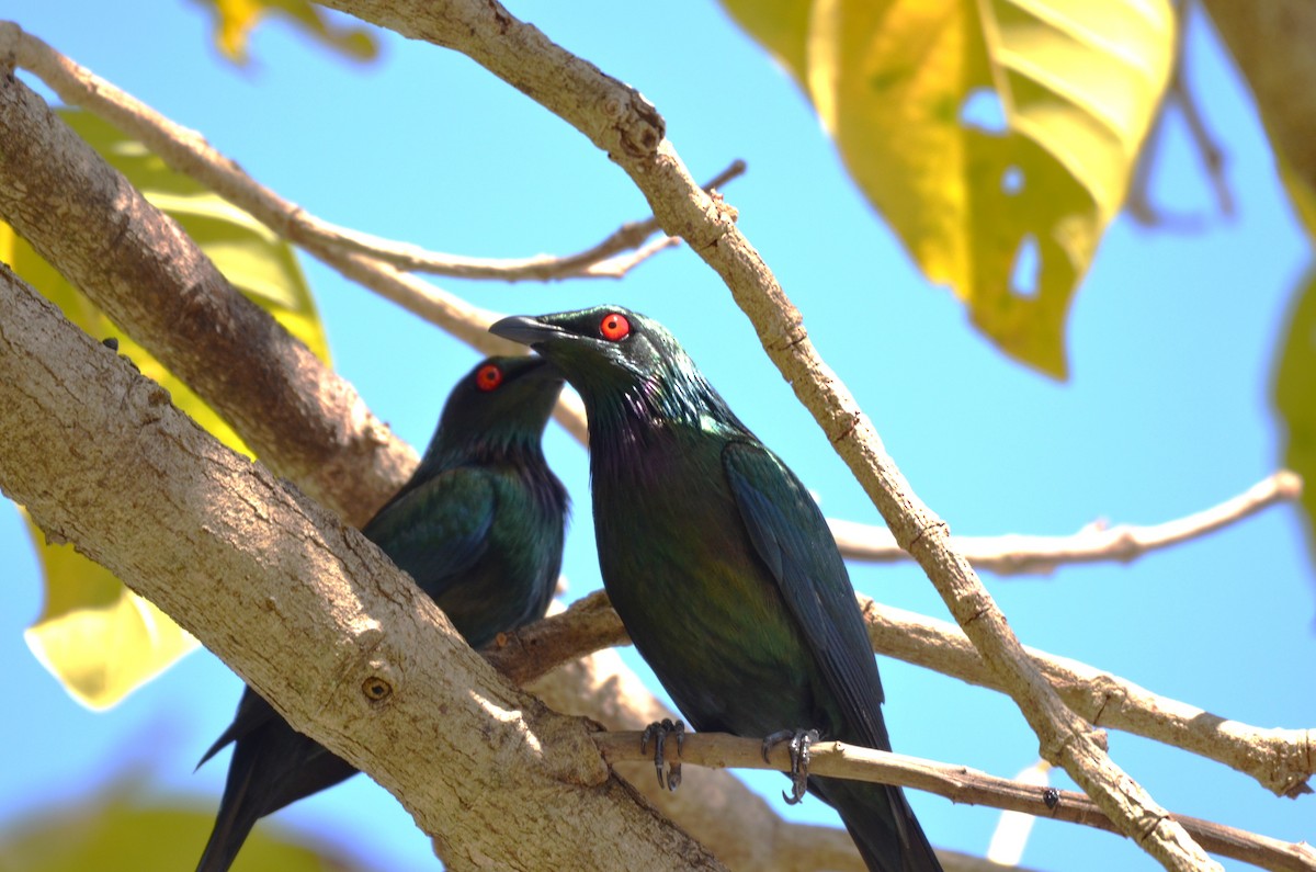 Metallic Starling (Metallic) - ML623367463