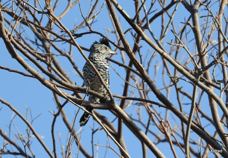 Barred Antshrike (Caatinga) - ML623367477