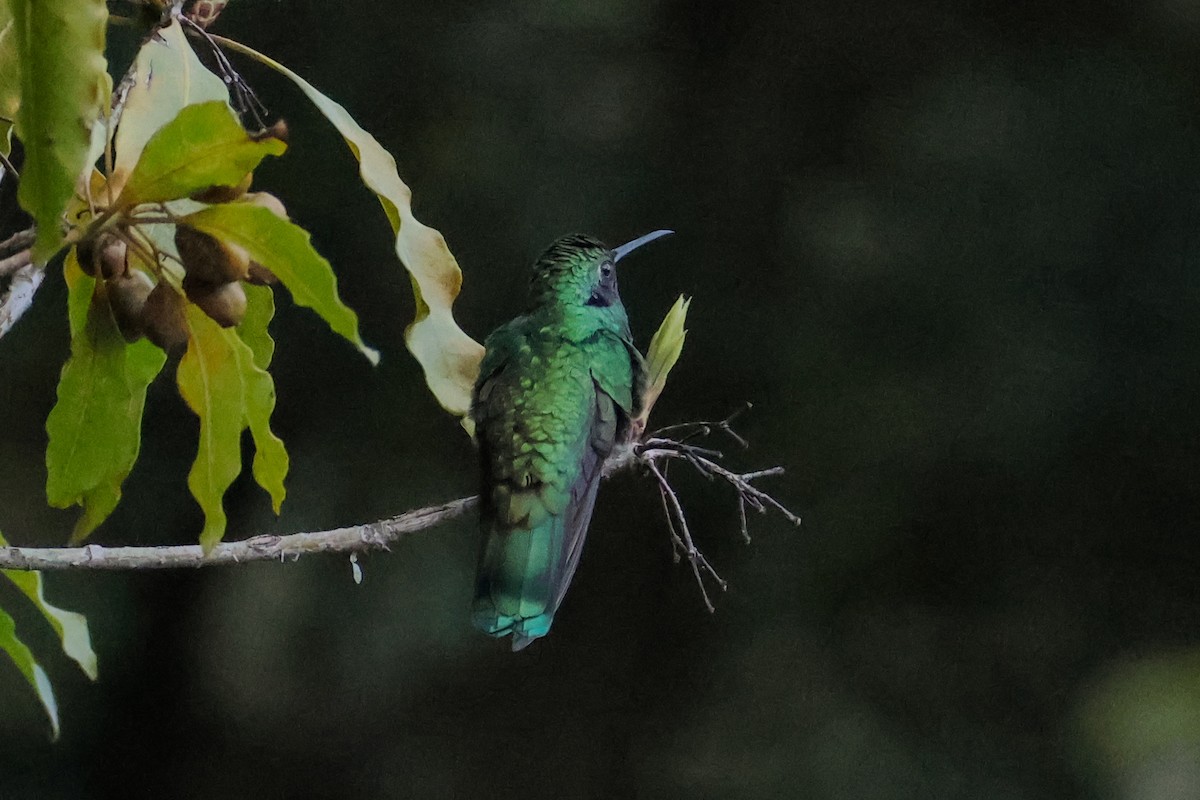 Sparkling Violetear - Juan Restrepo