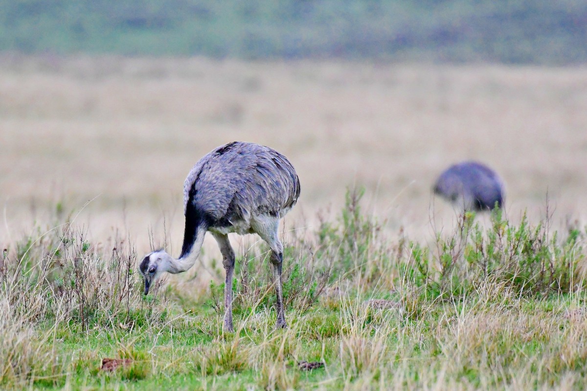 Greater Rhea - ML623367533