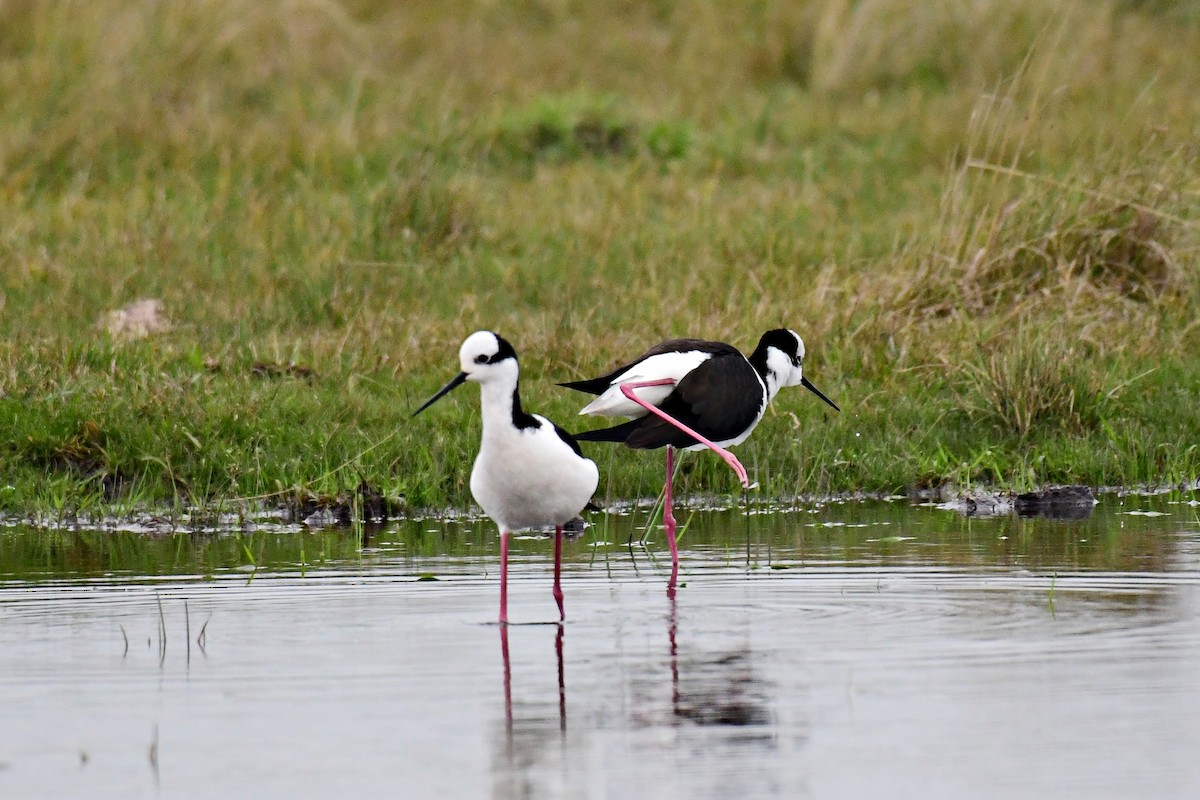 Black-necked Stilt - ML623367542