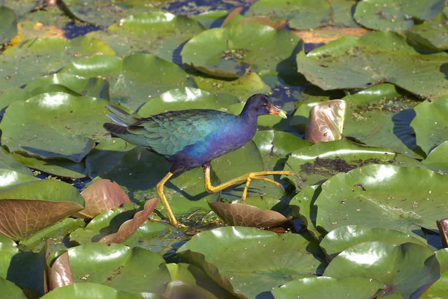 Purple Gallinule - Brett Ewald