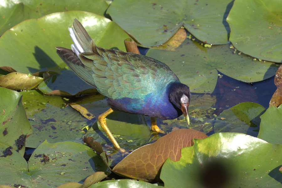 Purple Gallinule - Brett Ewald