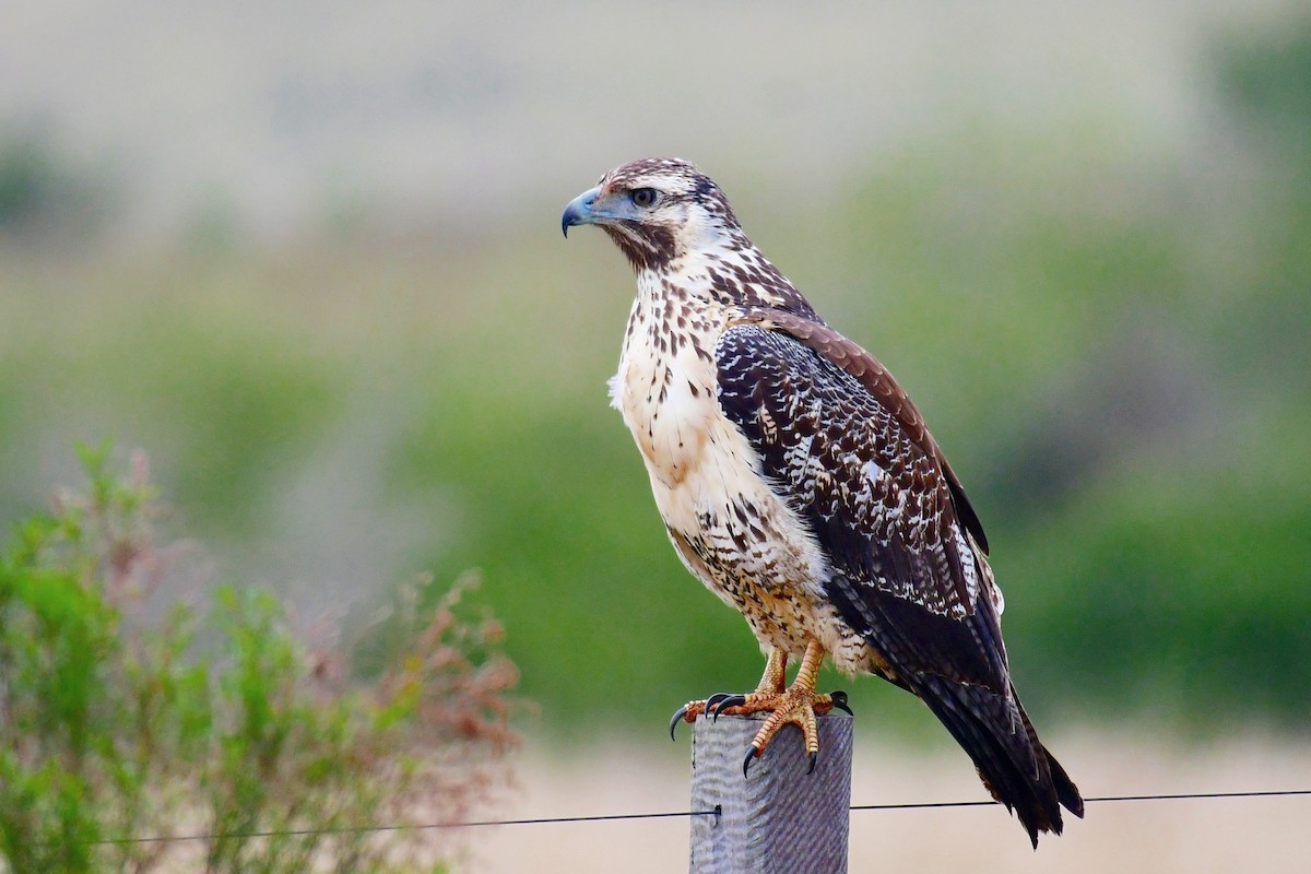 Black-chested Buzzard-Eagle - ML623367555