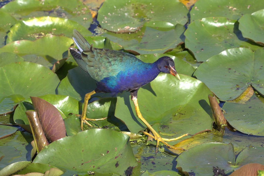 Purple Gallinule - Brett Ewald