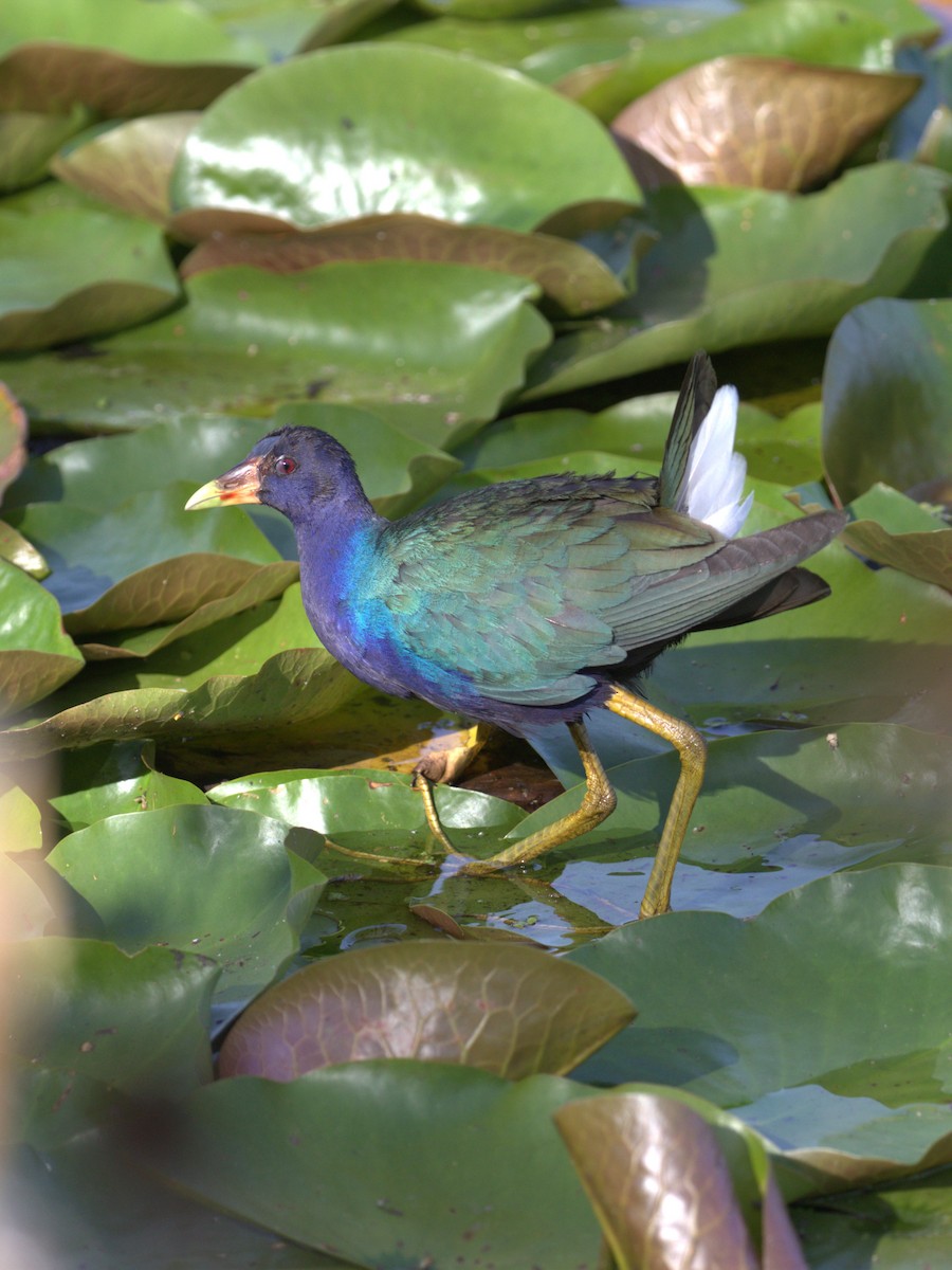 Purple Gallinule - Brett Ewald