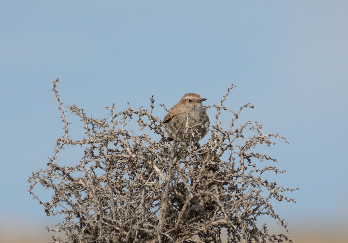 ヒトリカマドドリ - ML623367579