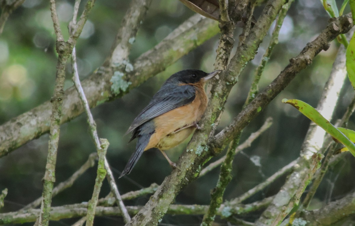 Rusty Flowerpiercer - ML623367585