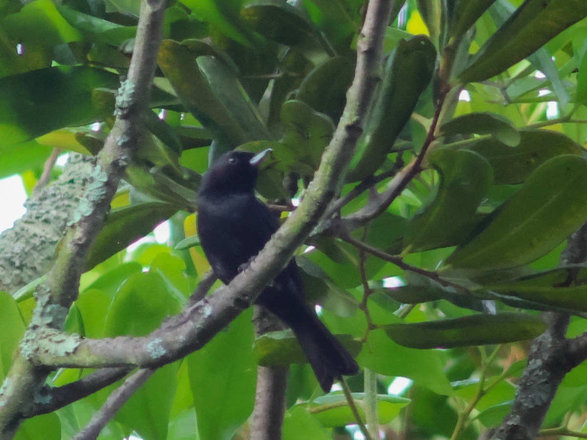 Black Flowerpiercer - ML623367586