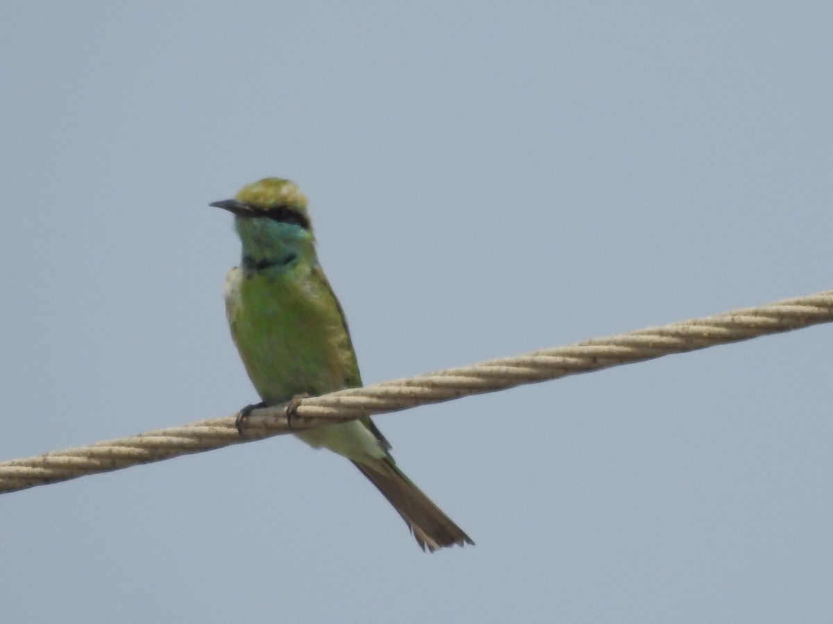 Asian Green Bee-eater - ML623367633