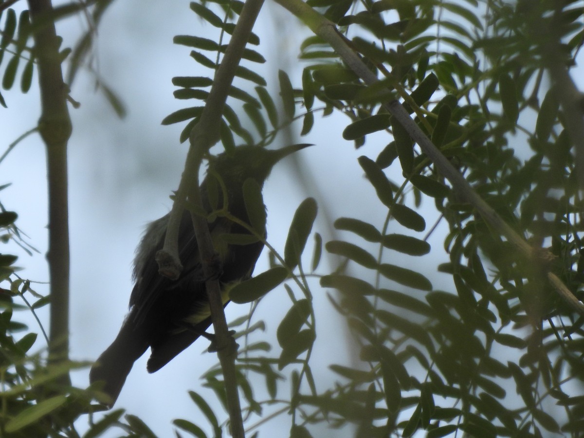 Purple Sunbird - ML623367636