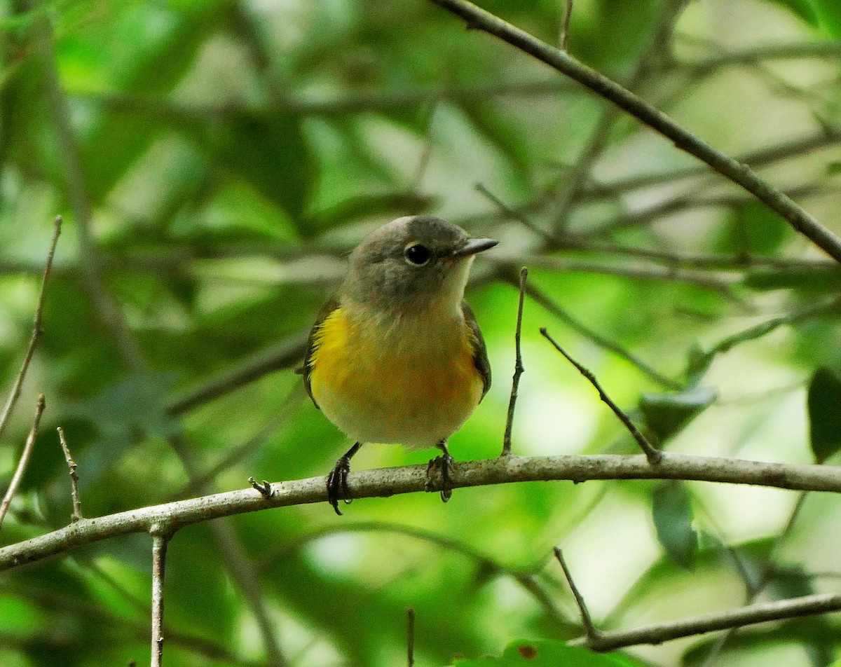 American Redstart - ML623367655