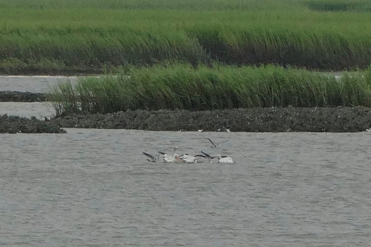 American White Pelican - ML623367711