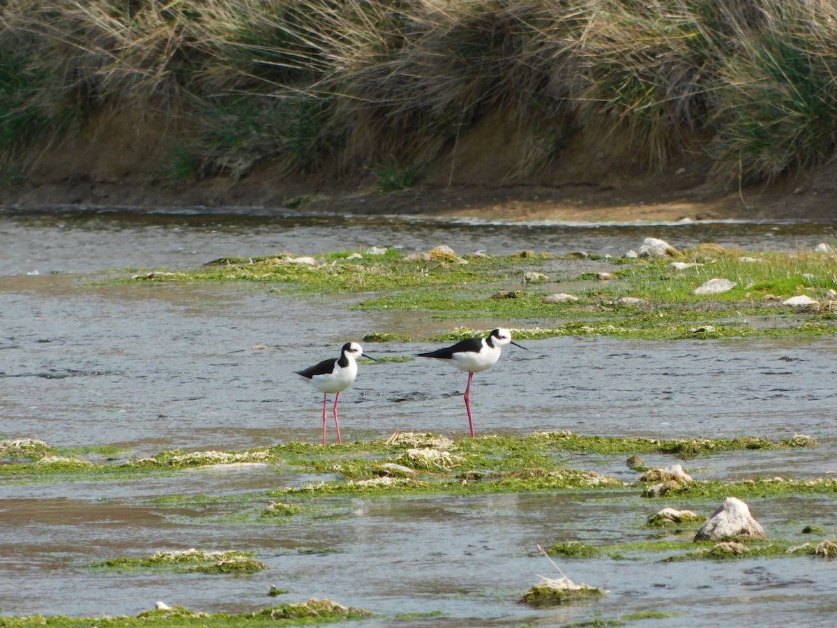 Black-necked Stilt - ML623367775