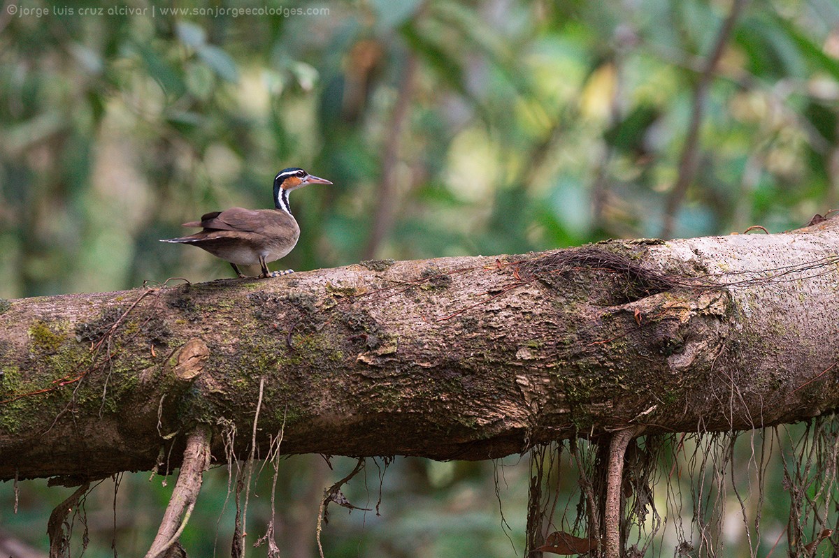 Sungrebe - ML623367791