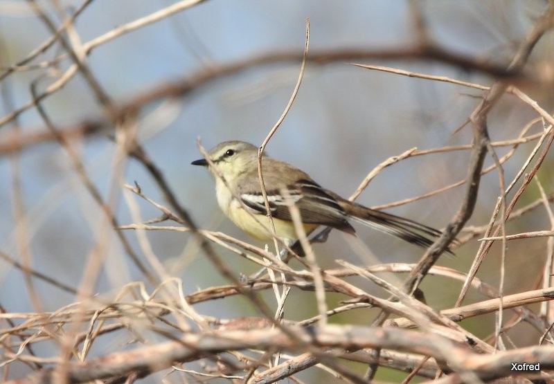 Bahia Wagtail-Tyrant - ML623367820