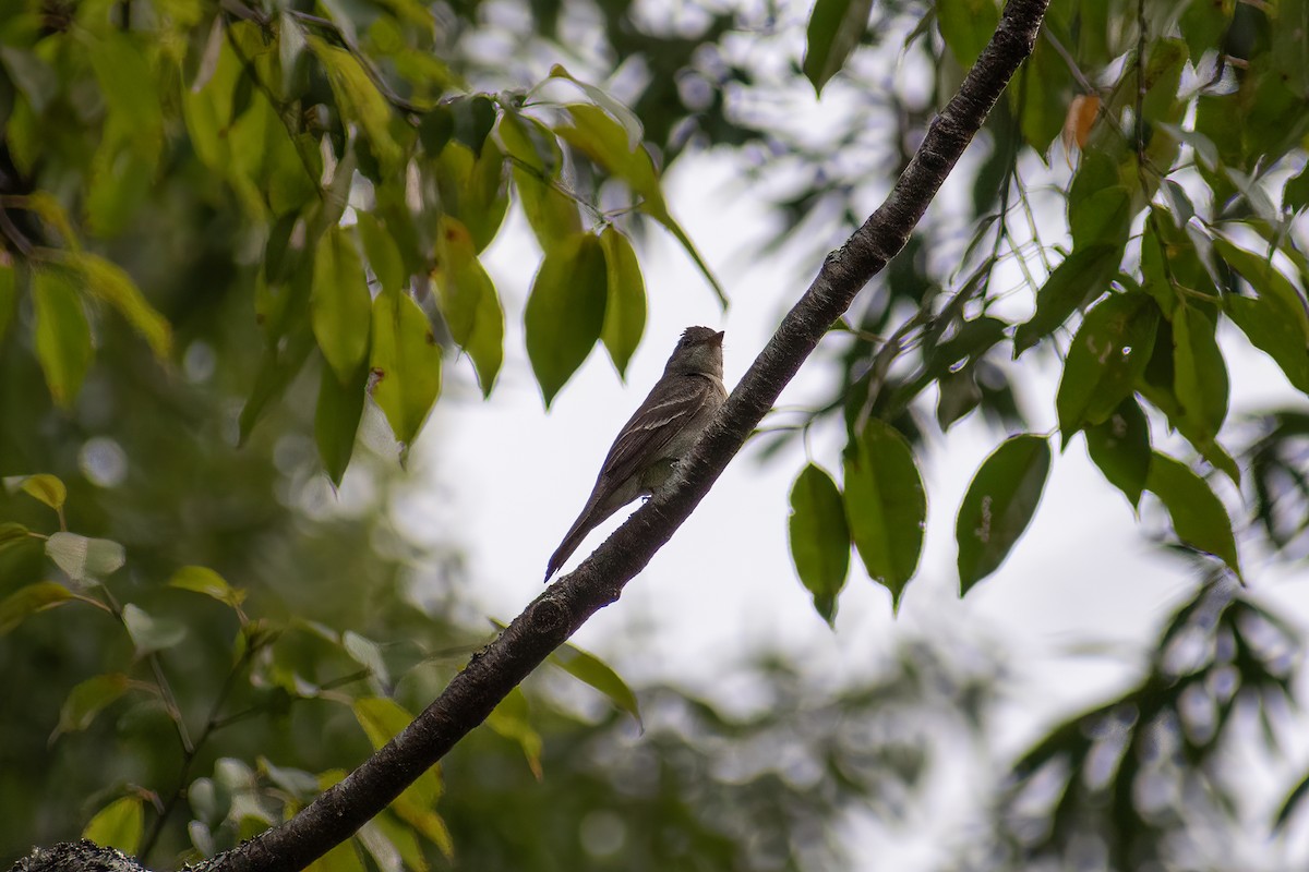 Alder Flycatcher - ML623367838