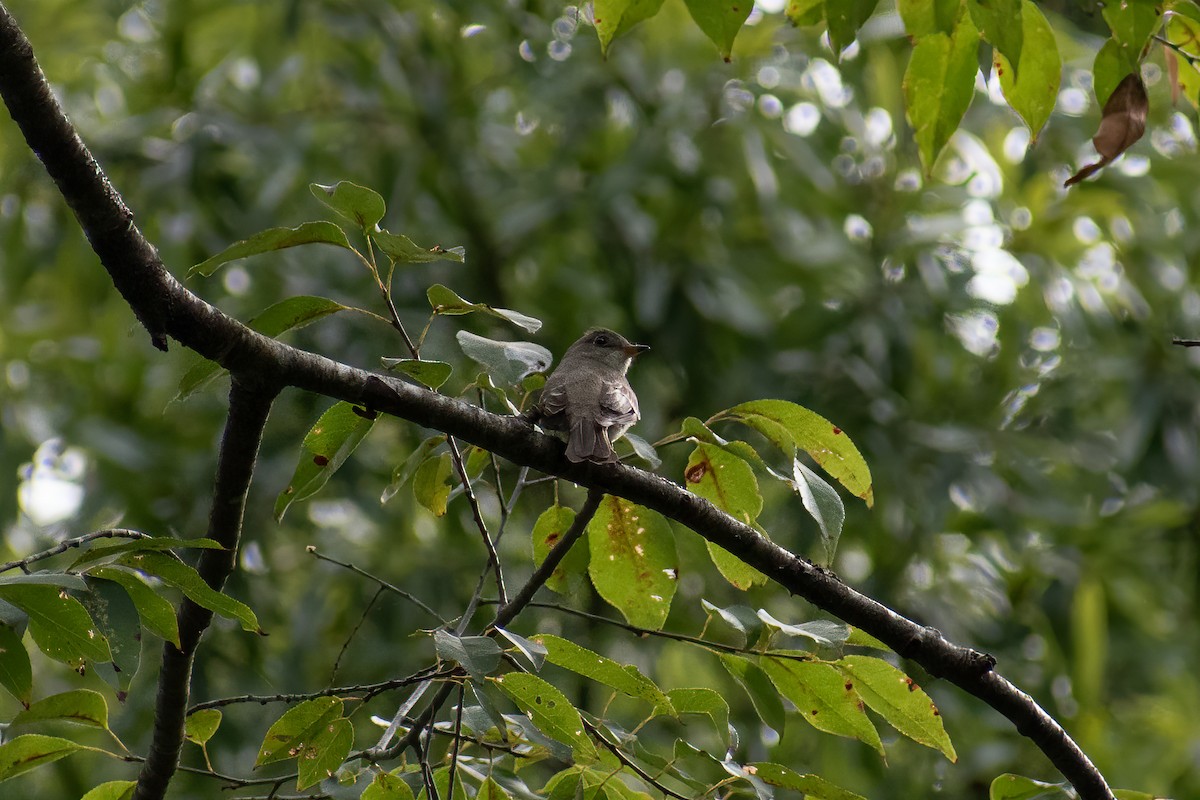 Alder Flycatcher - ML623367839