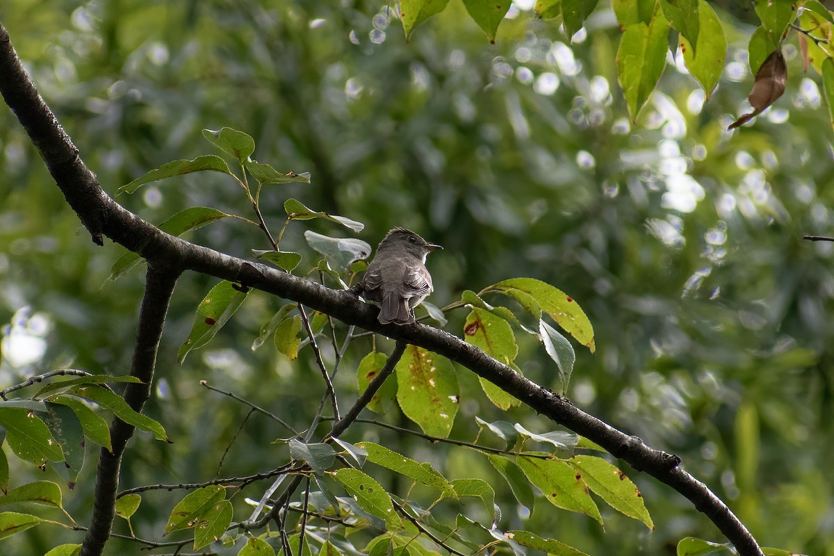 Alder Flycatcher - ML623367840