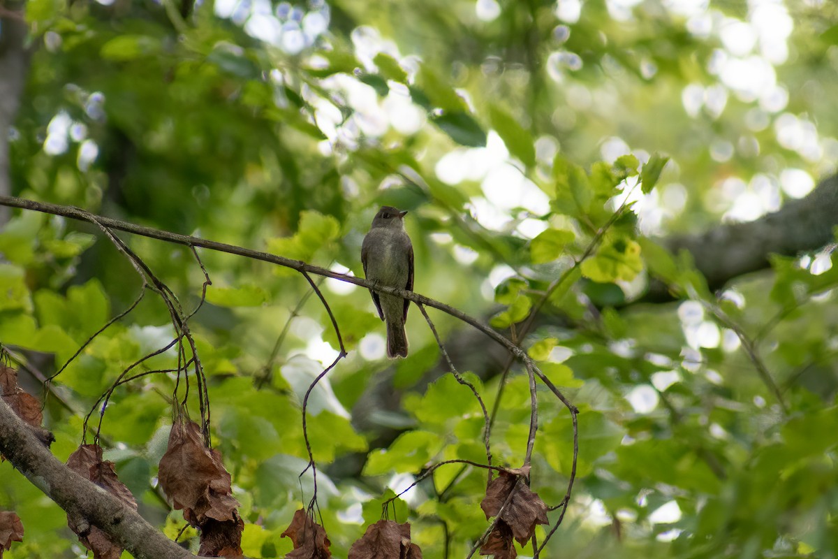 Alder Flycatcher - ML623367841