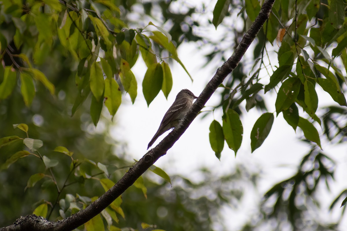 Alder Flycatcher - ML623367842