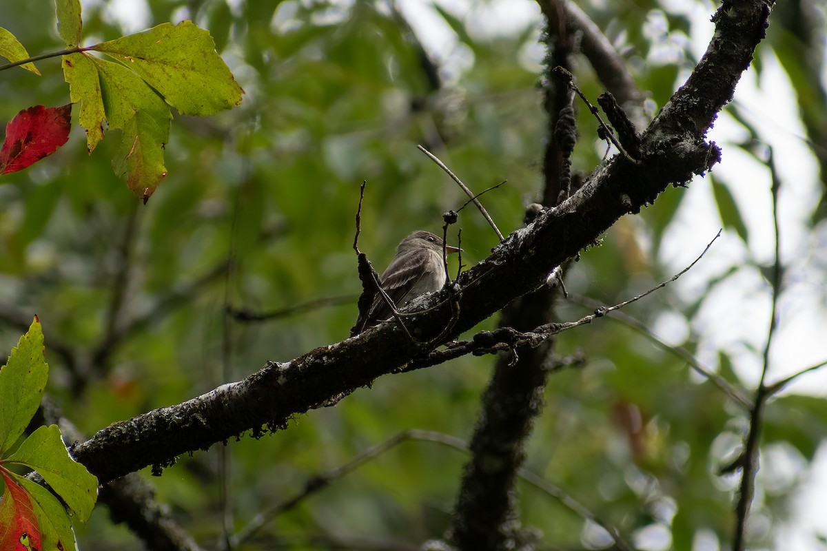 Alder Flycatcher - ML623367843