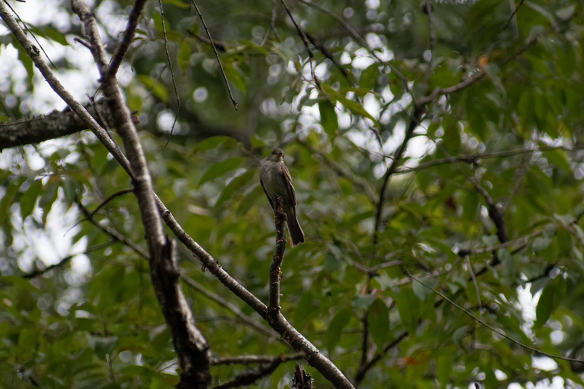 Alder Flycatcher - ML623367844