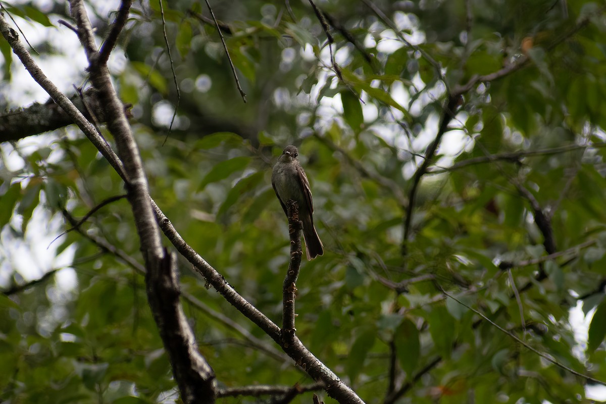 Alder Flycatcher - ML623367845