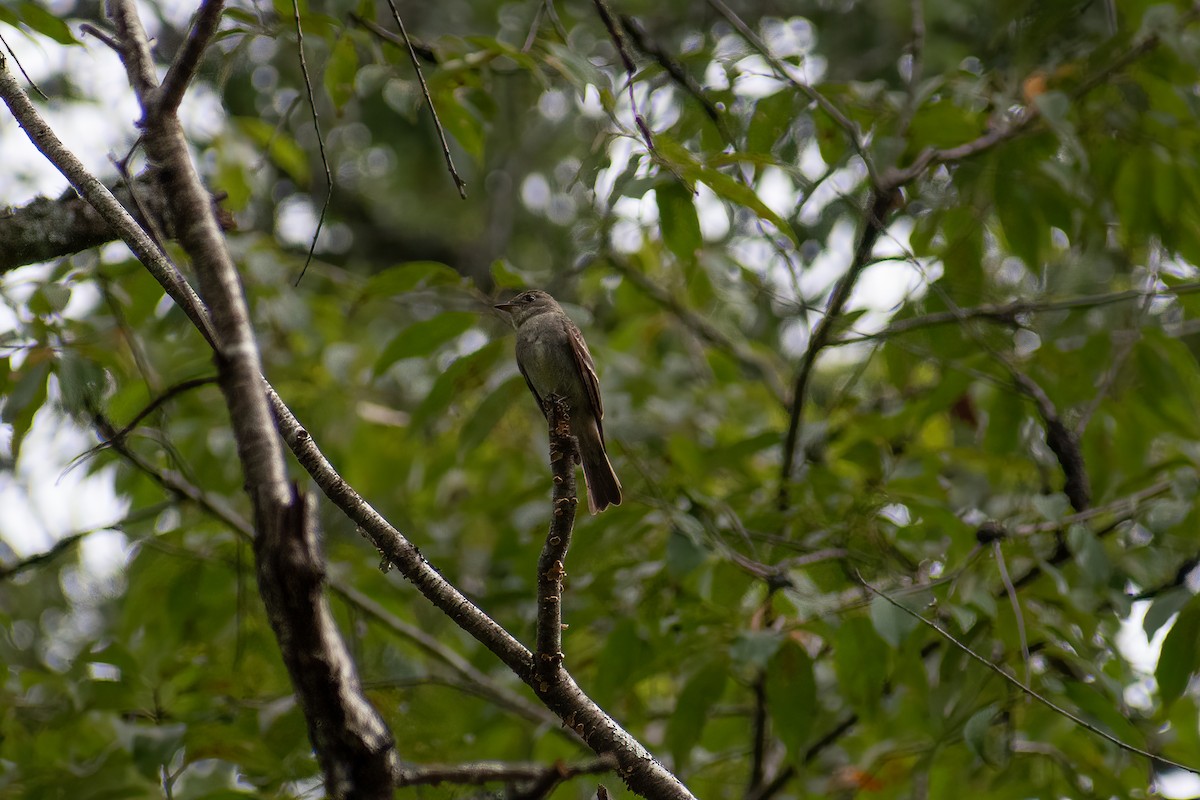 Alder Flycatcher - ML623367846