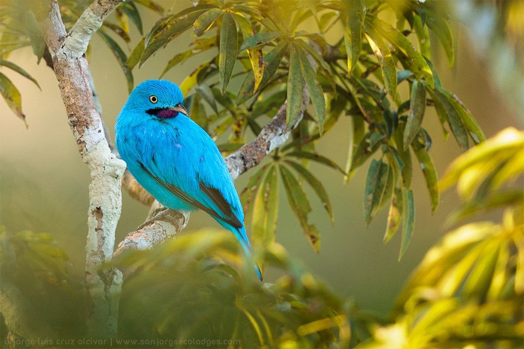 Plum-throated Cotinga - ML623367849
