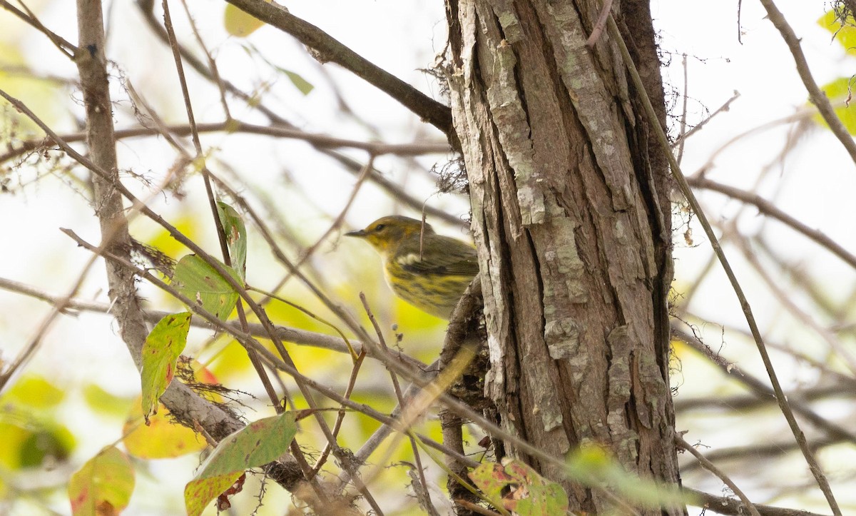 Cape May Warbler - ML623367855