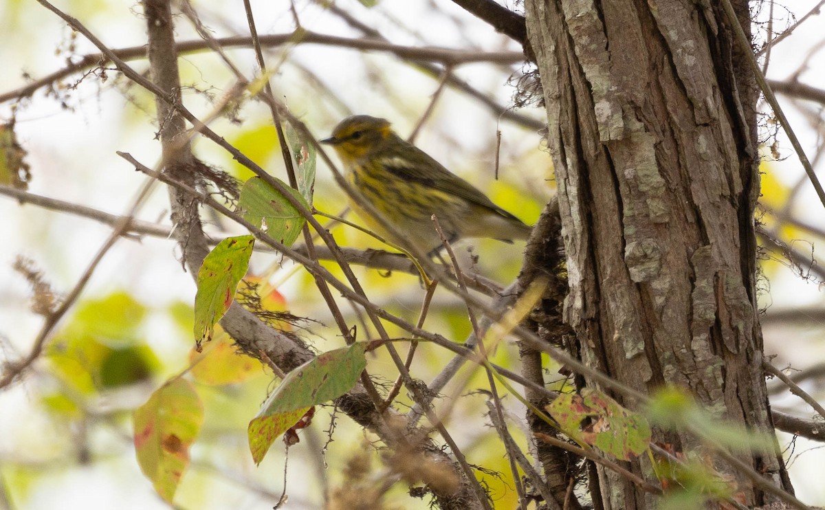 Cape May Warbler - ML623367856