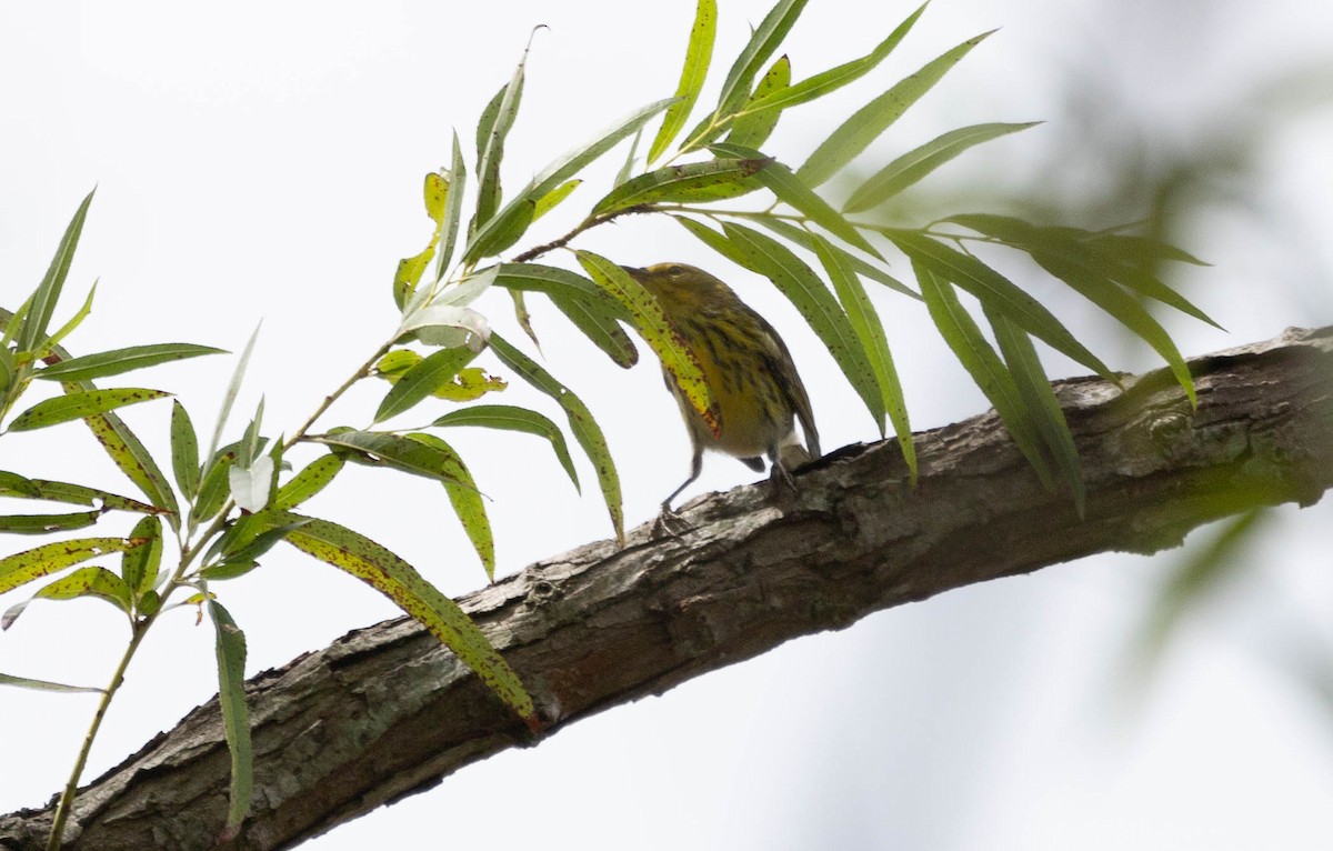 Cape May Warbler - ML623367857