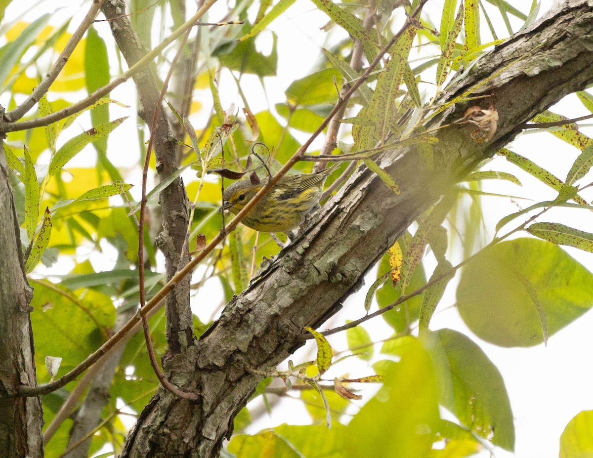 Cape May Warbler - ML623367858