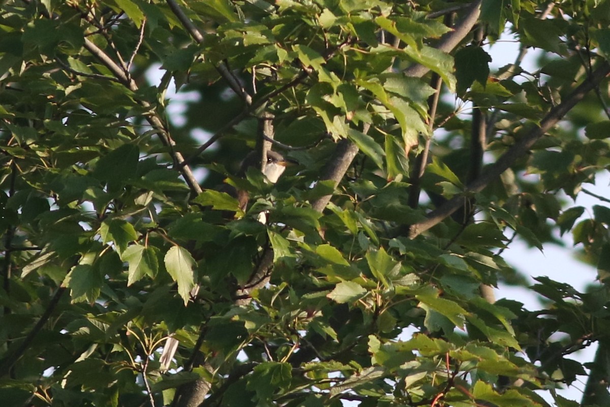 Yellow-billed Cuckoo - ML623367890