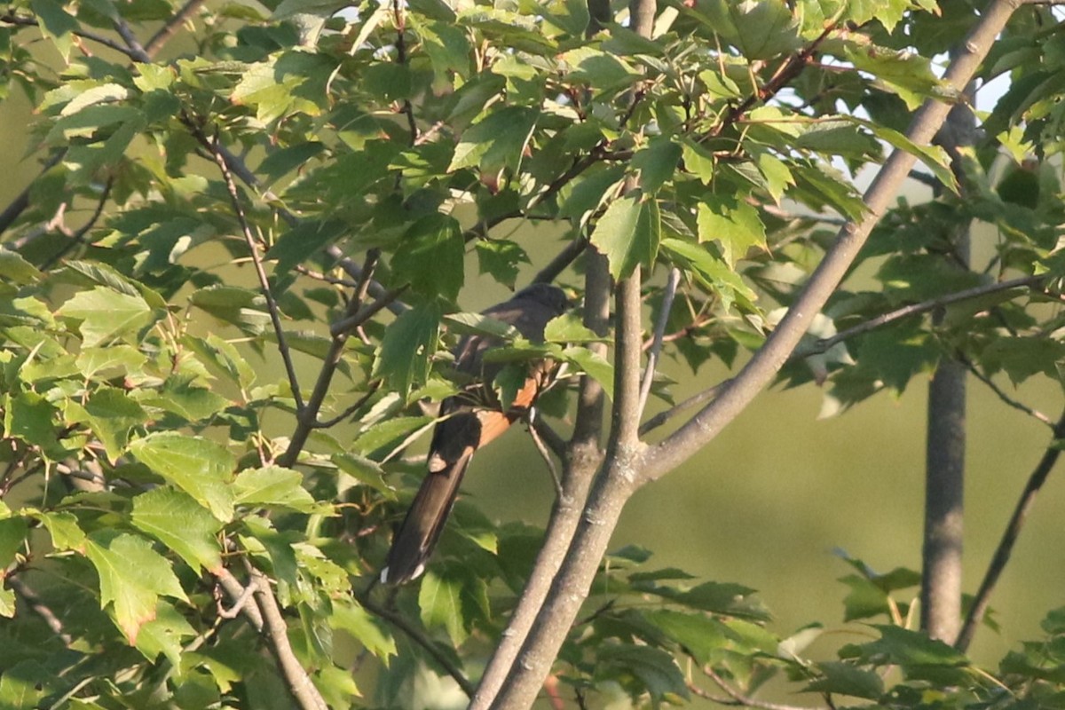 Yellow-billed Cuckoo - ML623367912