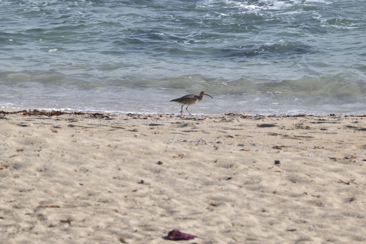 Whimbrel - Medio Ambiente El Quisco