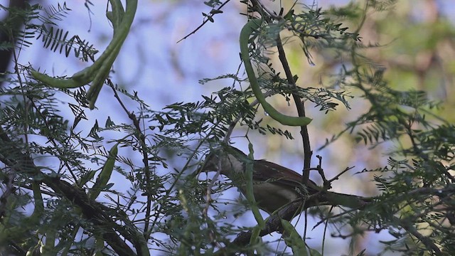 Bicolored Wren - ML623367963