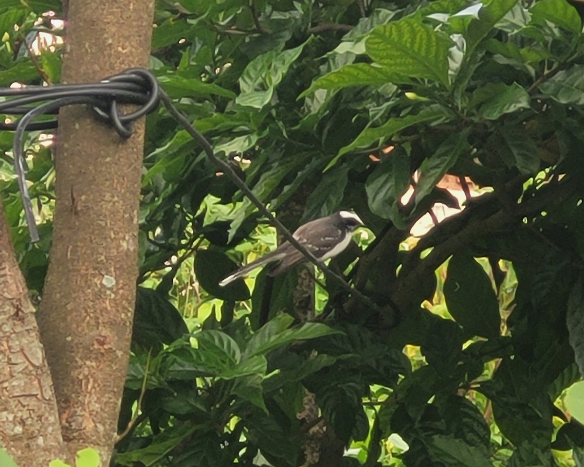 White-browed Fantail - ML623367973