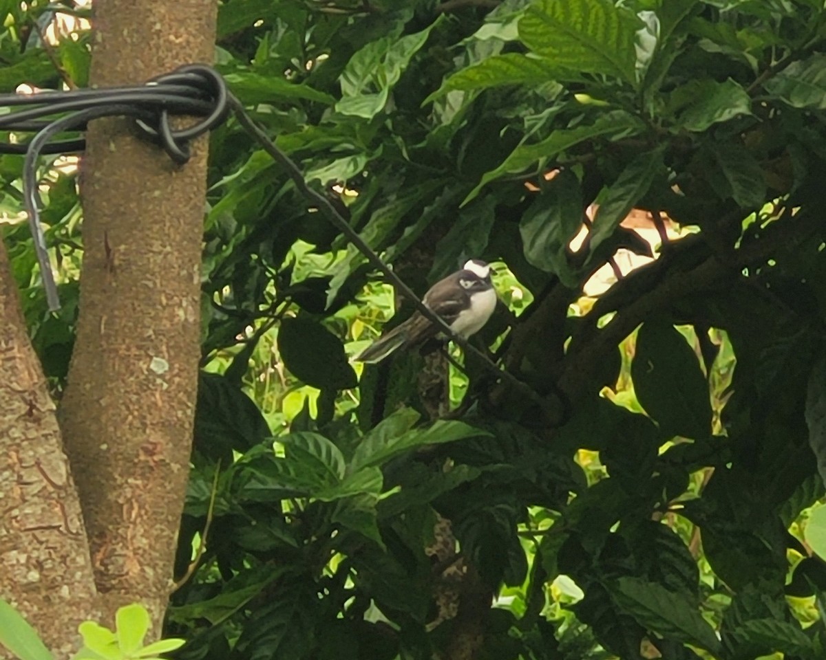 White-browed Fantail - ML623367974