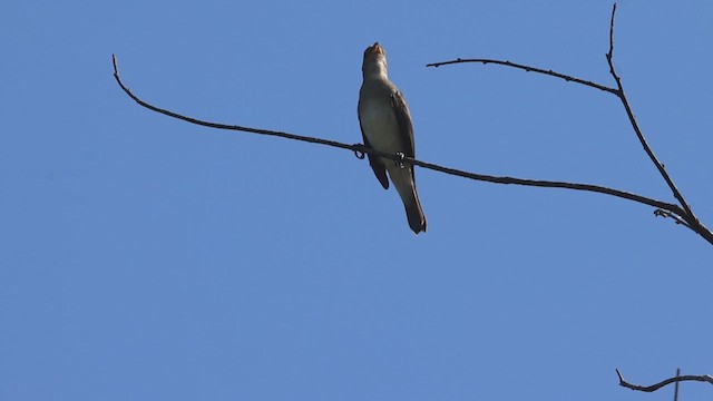 Gray Seedeater - ML623367993