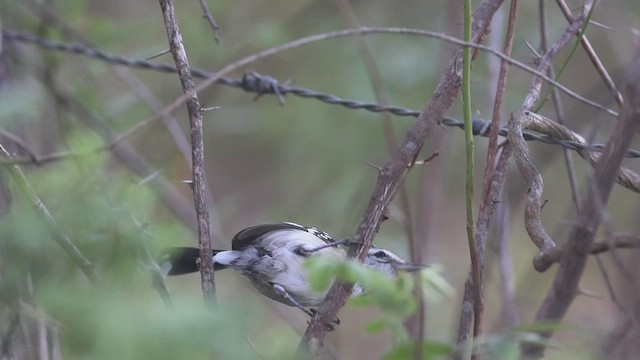 Northern White-fringed Antwren - ML623368029